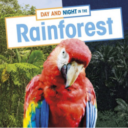 Day and Night in the Rainforest