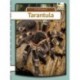 Tarantula