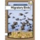 Migratory birds