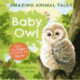 Amazing Animal Tales: Baby Owl