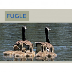 Fugle