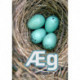 Æg