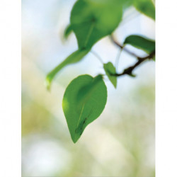 David Hartt: The Histories