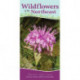 Wildflowers of the Northeast: Your Way to Easily Identify Wildflowers