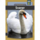 Svaner