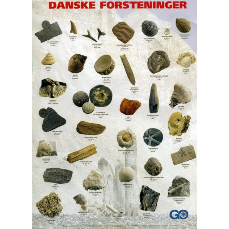 Danske Forsteninger: Plakat, A4 format