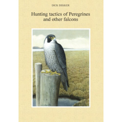 Hunting tactics of Peregrines and other falcons