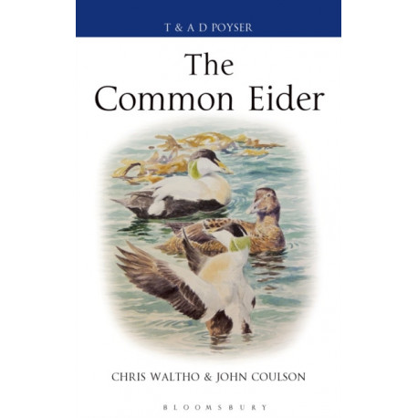 The Common Eider