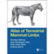 Atlas of Terrestrial Mammal Limbs