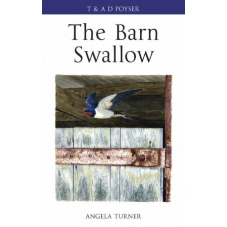 The Barn Swallow