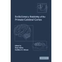 Evolutionary Anatomy of the Primate Cerebral Cortex