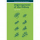 Organogenesis of the Kidney