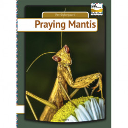 Praying mantis