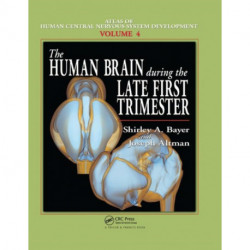 The Human Brain During the Late First Trimester