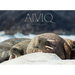 Aiviq: Life With Walruses