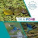 Explore Ecosystems: In a Pond