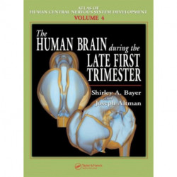 The Human Brain During the Late First Trimester