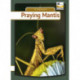 Praying Mantis