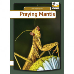Praying Mantis