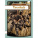 Tarantula