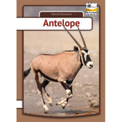 Antelope