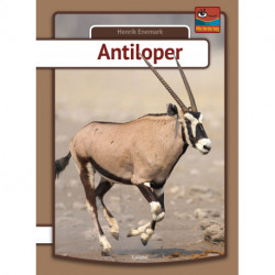 Antiloper