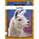 Lama
