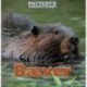 Bæver