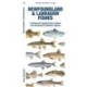 Newfoundland & Labrador Fishes: A Folding Guide to Native and Introduced Freshwater Species
