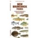 New Brunswick Fishes: A Folding Guide to Native and Introduced Freshwater Species