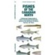 Fishes of the Canadian North: A Folding Guide to Native and Introduced Freshwater Species of the Northwest Territories, Nunavut and Yukon