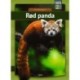 Rød panda