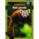 Rød panda