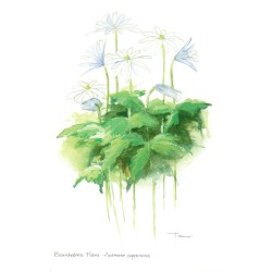 Bornholms Flora. Anemone Apennina