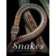 Snakes: From Vipers to Boa Constrictors