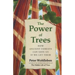 The Power of Trees: How Ancient Forests Can Save Us if We Let Them