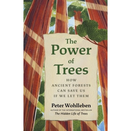 The Power of Trees: How Ancient Forests Can Save Us if We Let Them