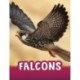 Falcons