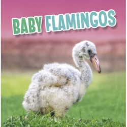 Baby Flamingos