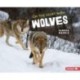 On the Hunt with Wolves