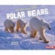 On the Hunt with Polar Bears