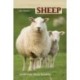 Sheep: Small Scale Sheep Keeping