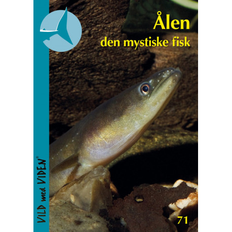 Ålen – den mystiske fisk: Vild med Viden Nr. 71