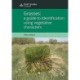 Grasses: a guide to identification using vegetative characters