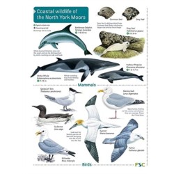 Coastal wildlife of the North York Moors