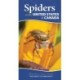 Spiders of the United States: A Guide to Common Species