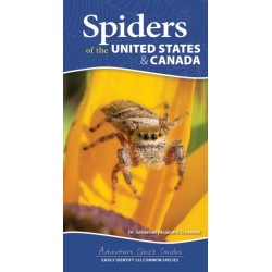 Spiders of the United States: A Guide to Common Species