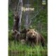 Bjørne