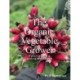 Organic Vegetable Grower: A Practical Guide to Growing for the Market