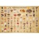 Mushrooms of the World - 1000 Piece Jigsaw Puzzle: for Adults and Families - Finished Puzzle Size 29 x 20 inch (74 x 51 cm)- A3 Sized Poster
